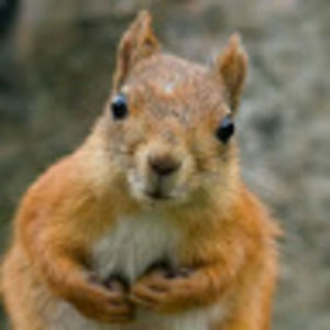 Meet your Posher, Nuttygirl